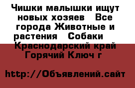   Чишки-малышки ищут новых хозяев - Все города Животные и растения » Собаки   . Краснодарский край,Горячий Ключ г.